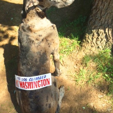 a dog sitting in the grass