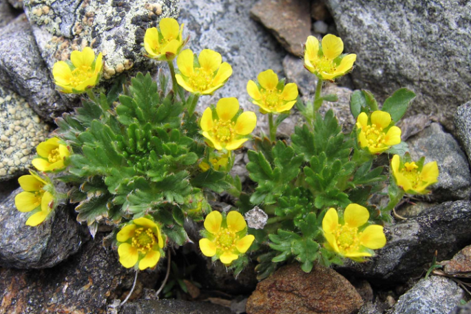 a close up of a flower